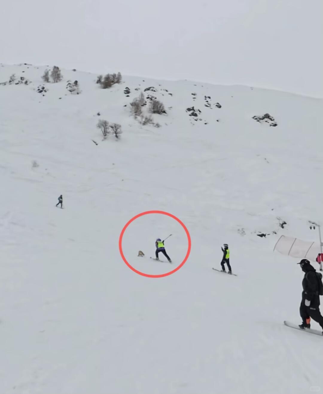 前几天网上闹挺大，说新疆阿勒泰有个滑雪场的员工，把一只野生狐狸给打死了。消息一出