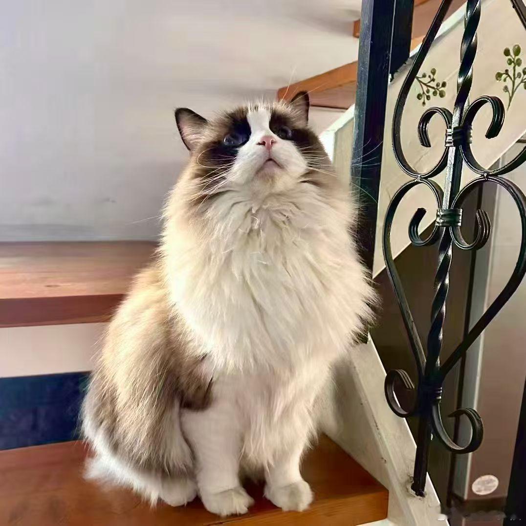哎哟，怎么猫猫都要被拍卖了不过起码它们还值些钱，要是把我拍卖了能值多少钱公司欠债