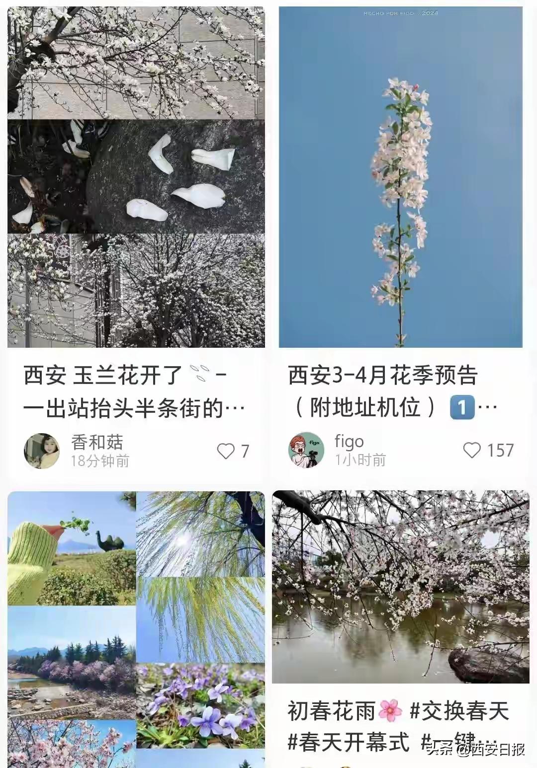 长安花事，一眼千年！西安春日赏花全攻略：从城墙根到秦岭顶，把春天打包带走！

