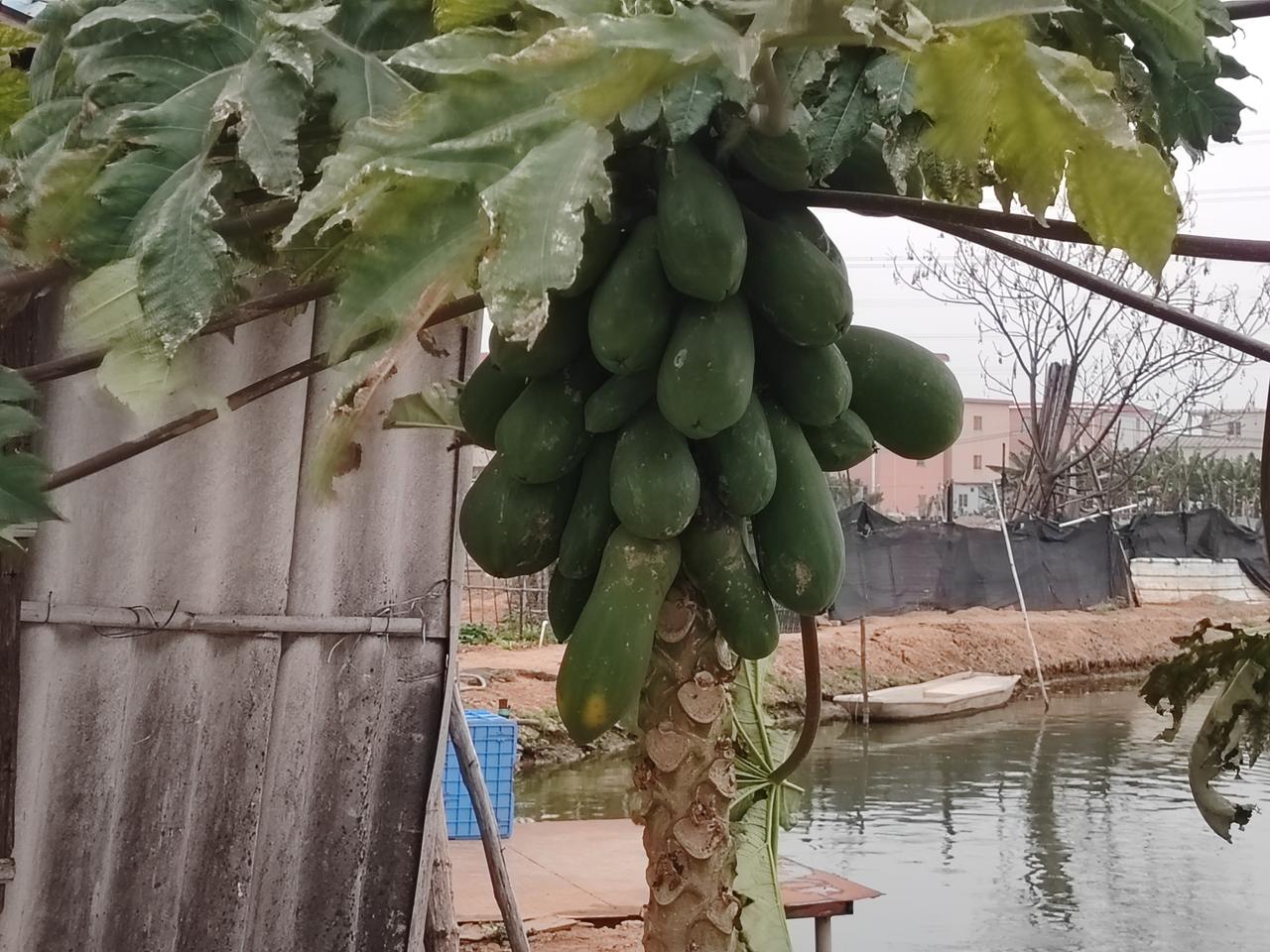 雷公为什么怒劈木瓜树——广府民间传说
在珠三角广府地区，一直流传着雷公怒劈木瓜树