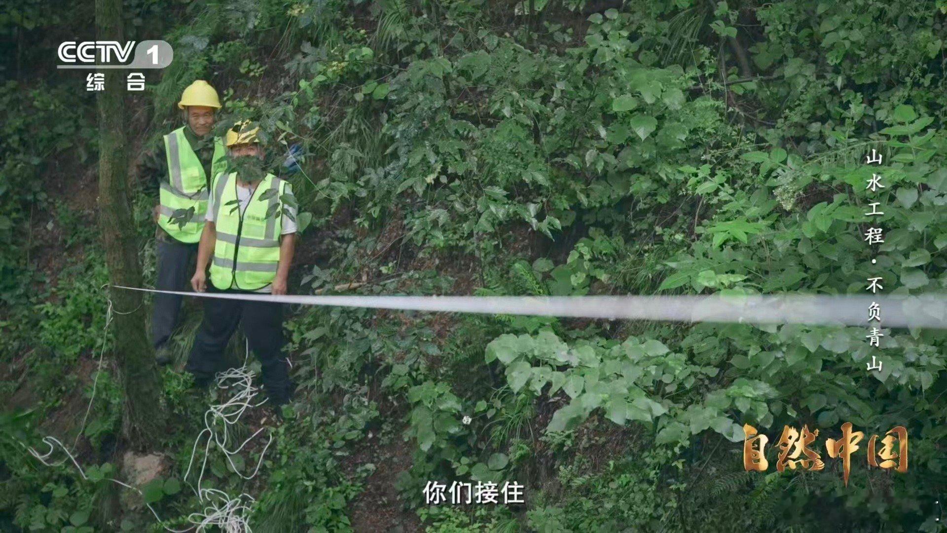 秦岭深处树在天上飞 悬崖峭壁如何造林？秦岭给出智慧答案：无人机化身“空中园丁”，