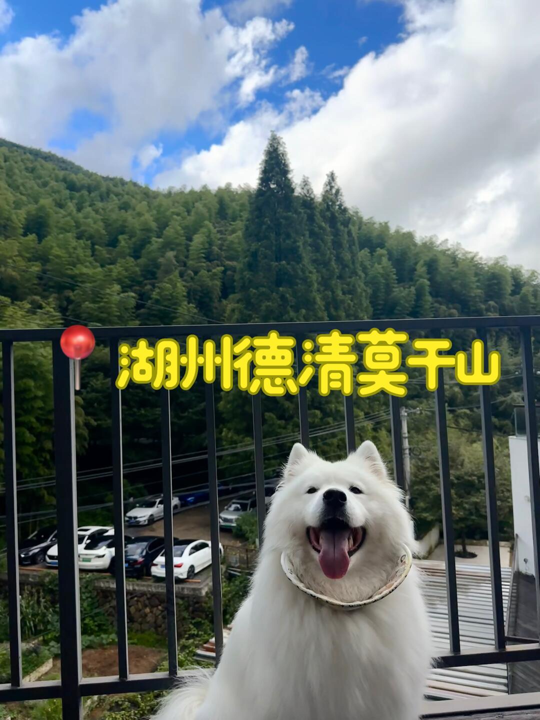 德清吸氧记🌿｜杭州出发两天一夜带狗游