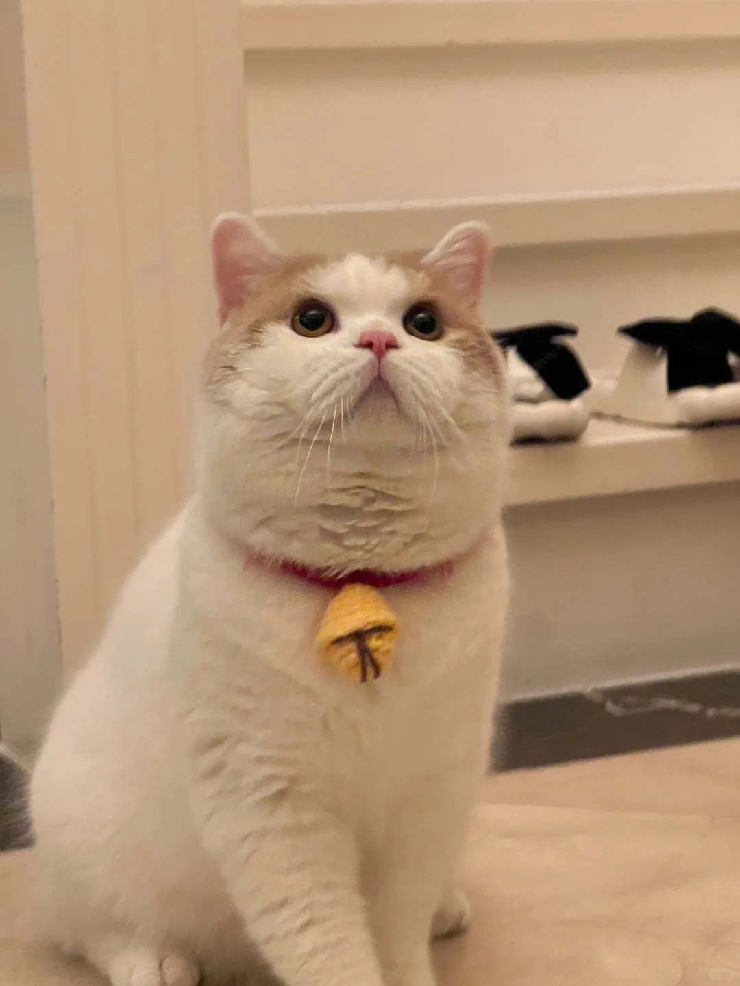 胖宝宝在看什么👀