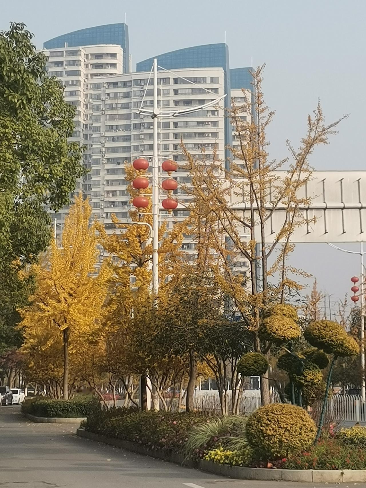 这是今天早上在马路边拍的银杏树，我们这里的银杏树叶到现在才转为金黄色。
前段时间