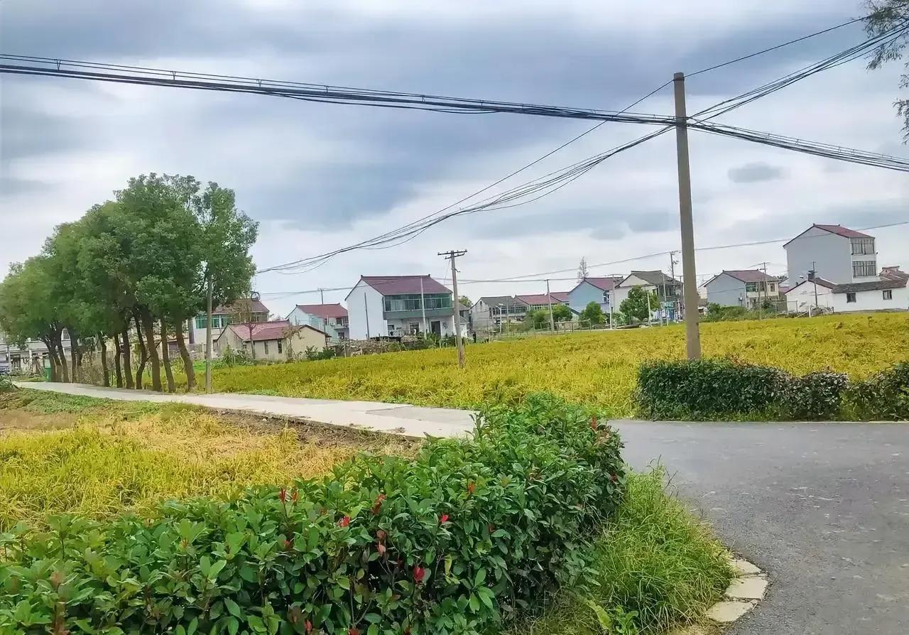 大上海的农村也不过如此
今天在头条上看到一位名叫上海小姐姐的博主，发布的几张上海