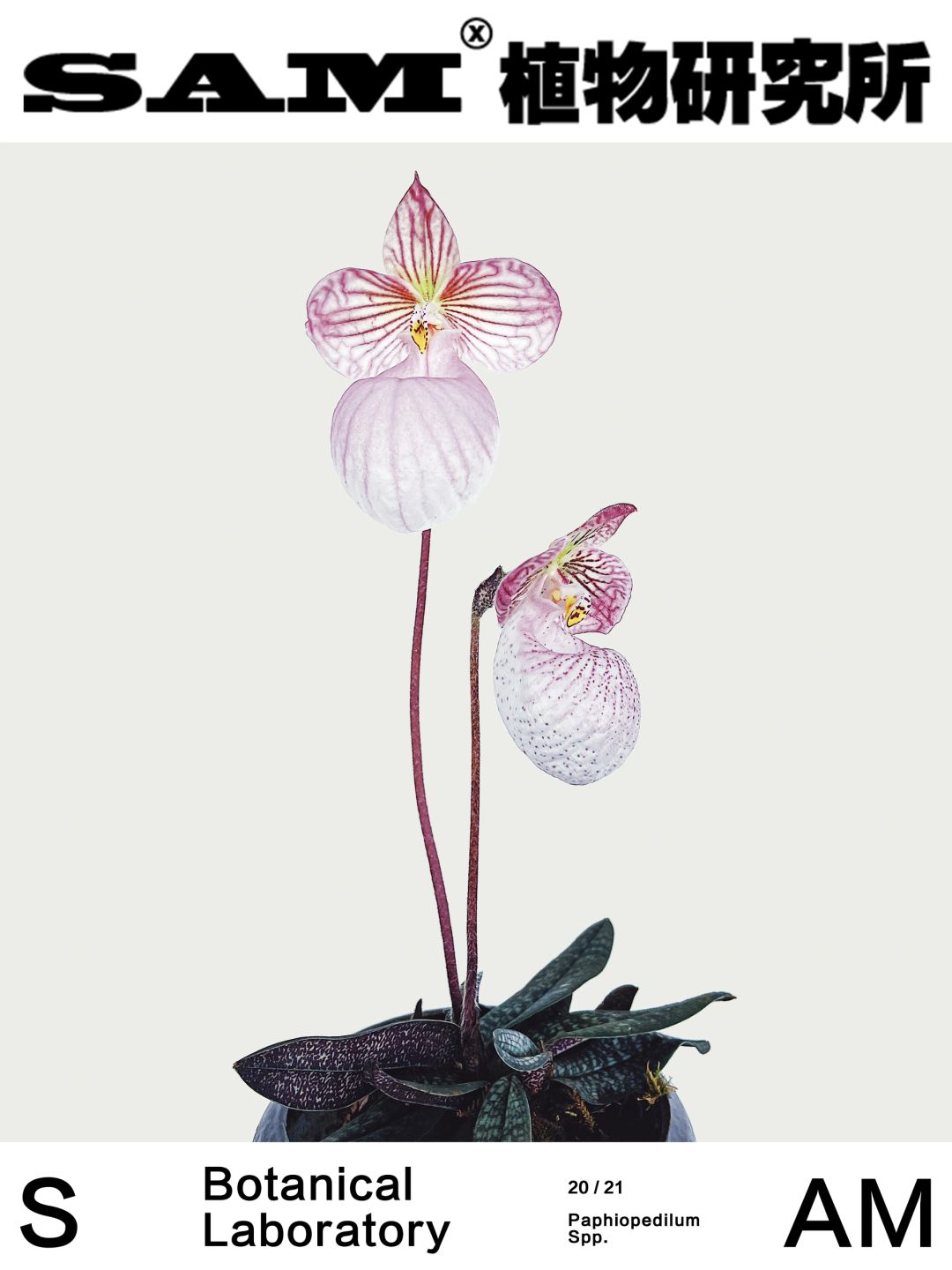 玉女兜兰｜Paphiopedilum Spp.