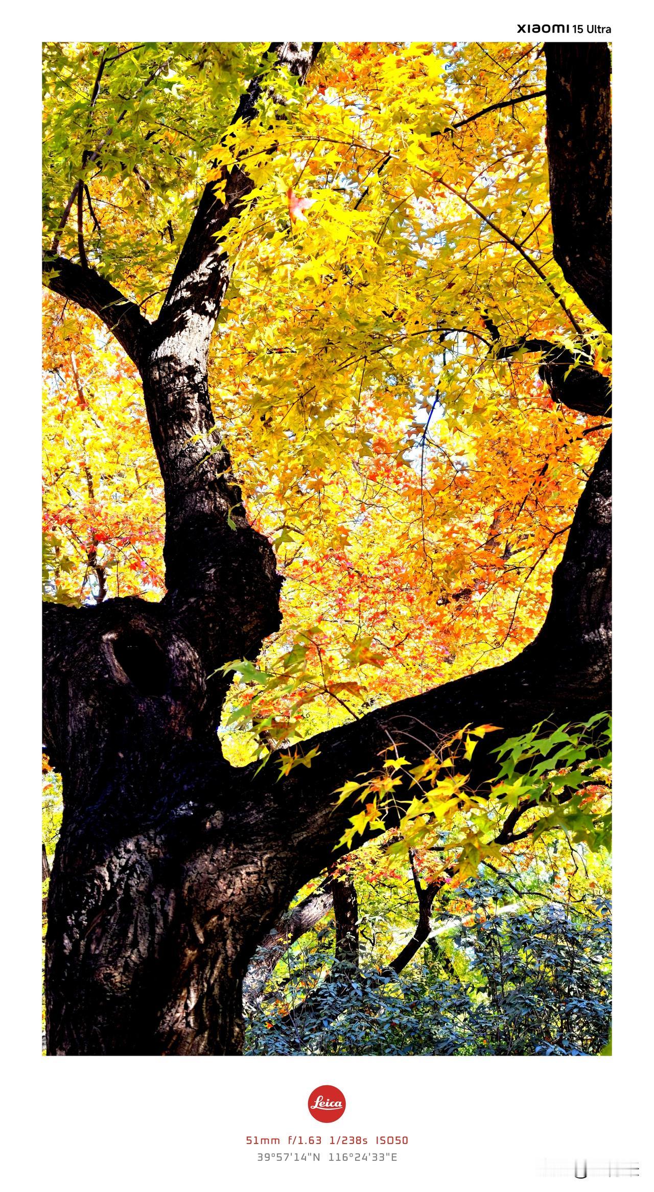 北京地坛公园醉美金秋