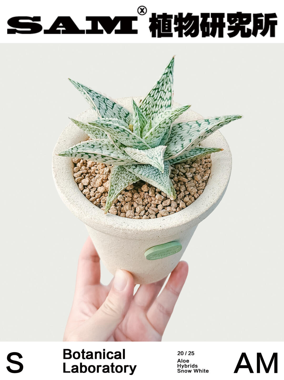 白雪公主芦荟｜Aloe Hybrids Snow White