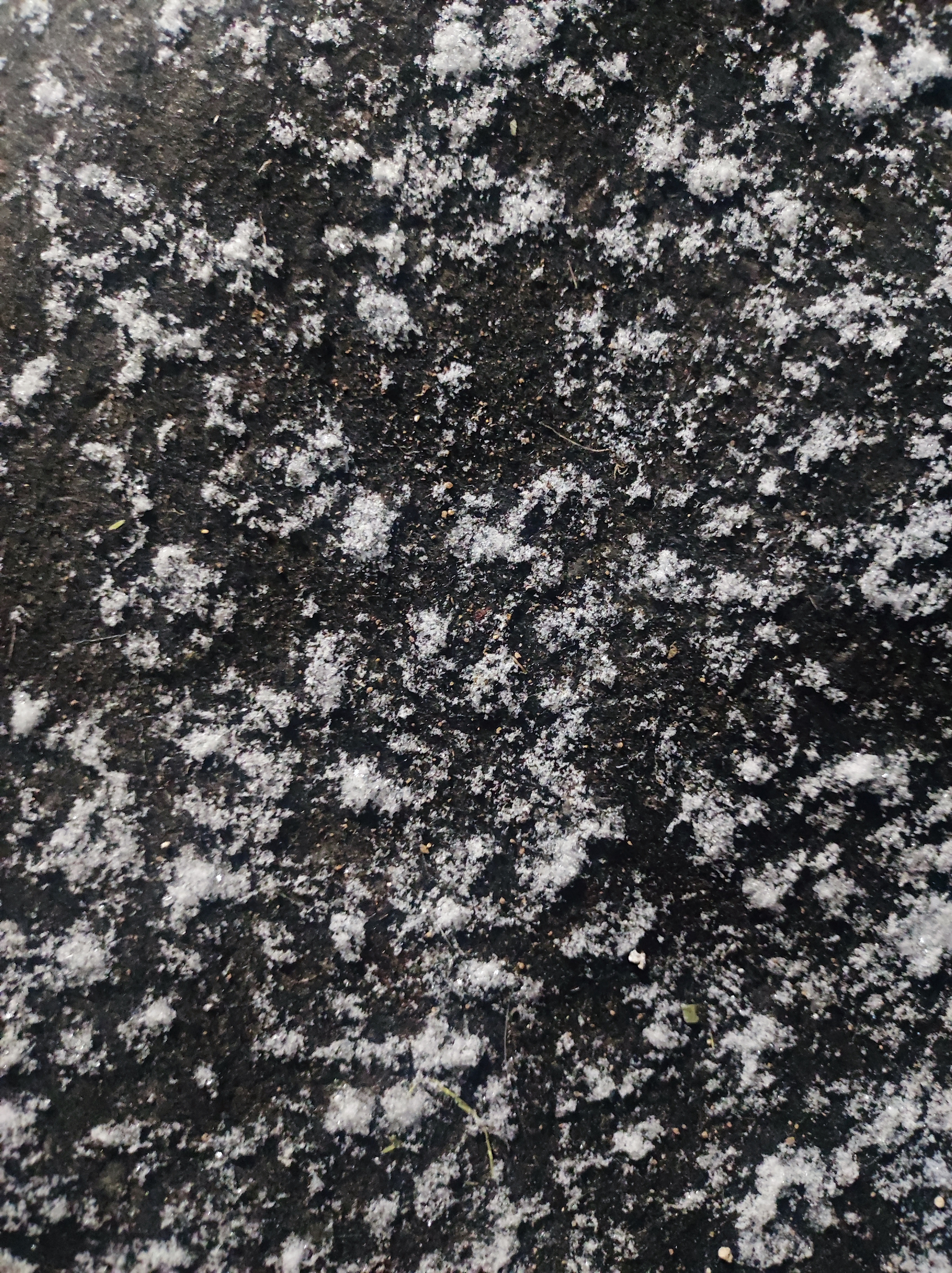 布丁菜菜的小日记下雪了🌨️ 