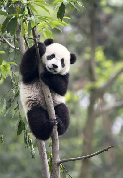 今天外交部给出了明确说法：根据协议，旅居日本东京上野动物园的两只大熊猫“晓晓”和