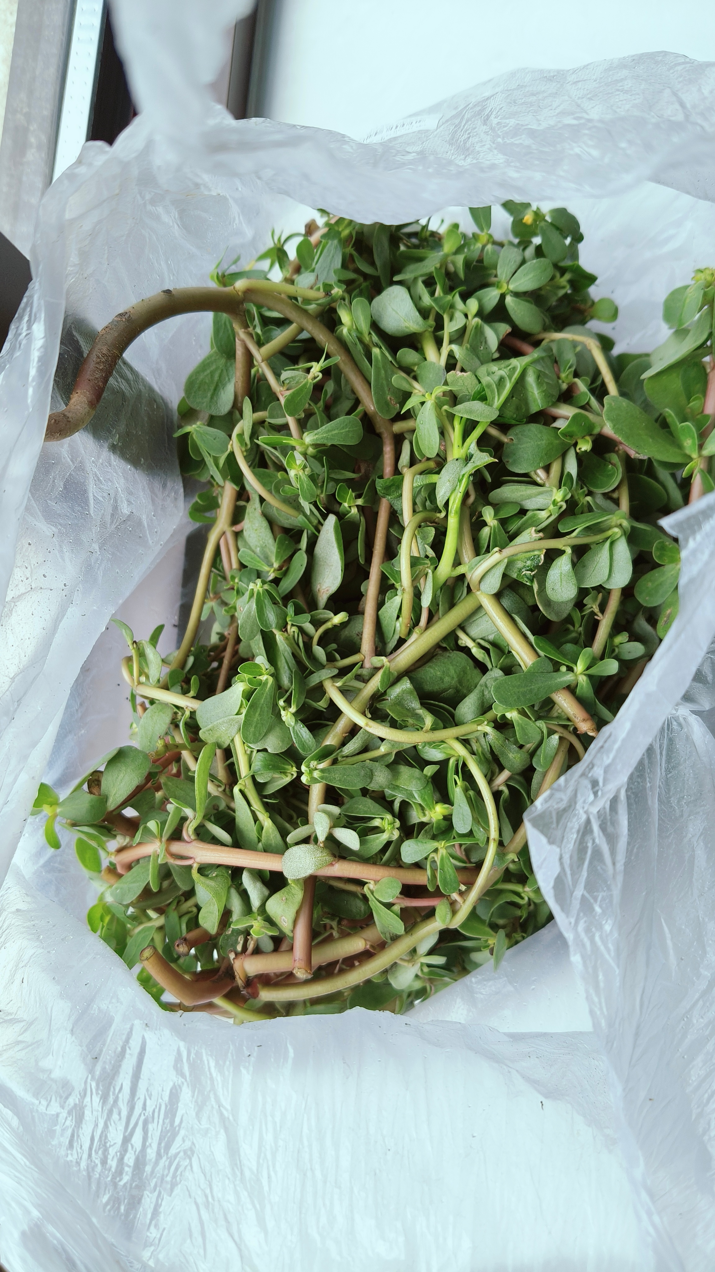 从老家回来，孝顺的儿子给他的母上大人带上在老家连狗都不吃的野菜「马玲菜」，这跨越