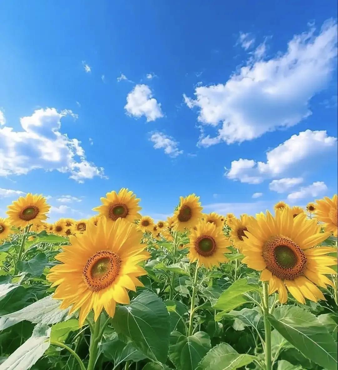 八月落幕，九月启序。秋光浅浅，岁月缓缓。

不念过往，不俱远方，八月是来的路，九
