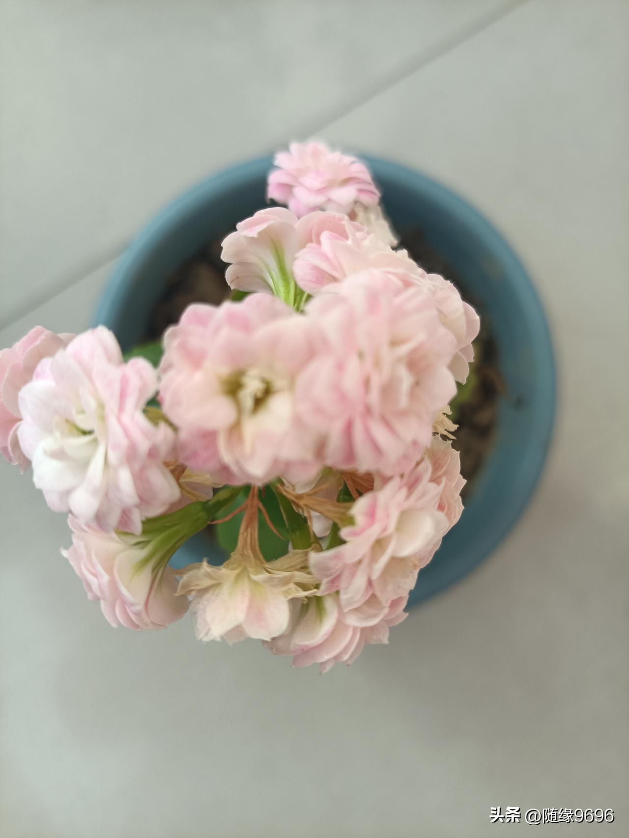 花友们，这款长寿花叫什么名字？
有的说叫柠檬水果糖，有的说叫奶油冰淇淋，也有的说