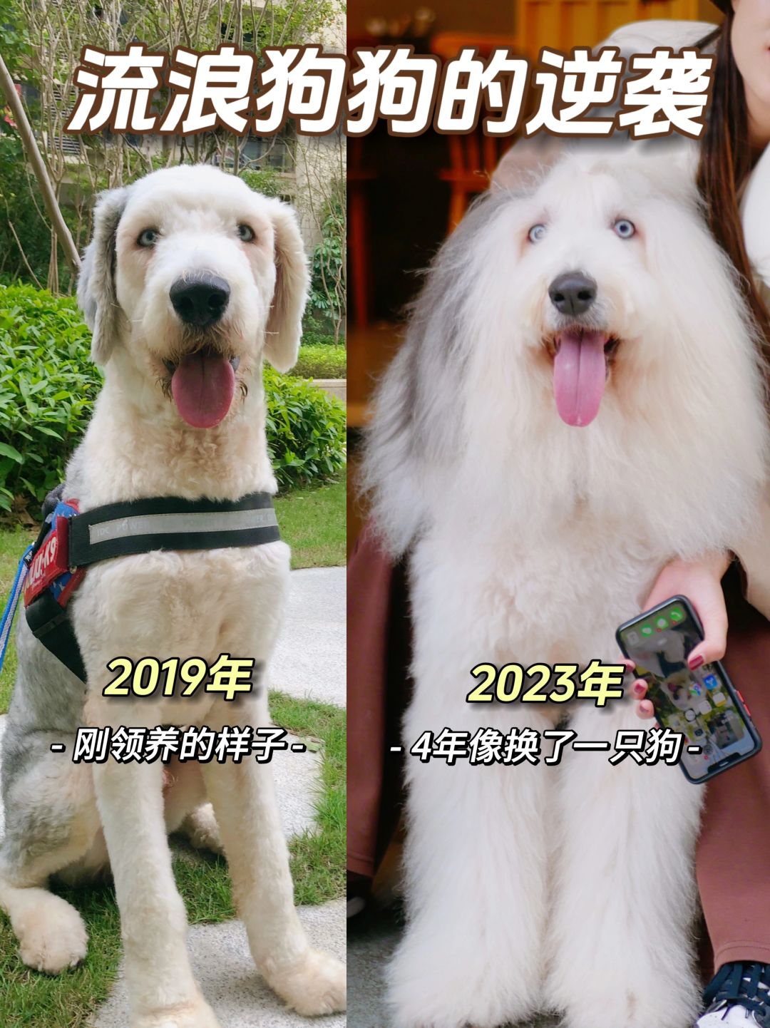 4年|流浪狗的逆袭，被爱会长出新的血肉