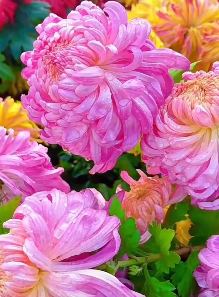 #秋日生活打卡季#秋天，菊花绽放，如诗如画。那斑斓色彩，似大自然的妙笔，勾勒出秋