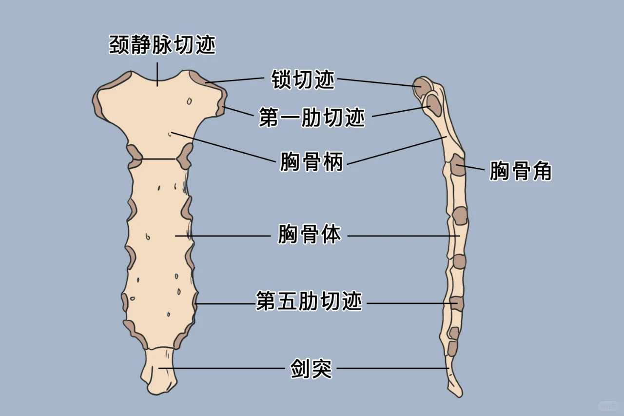 胸骨解剖图