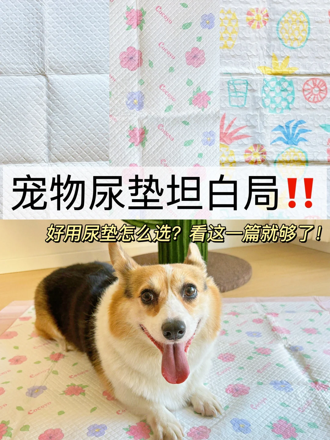 省流版⚠️一篇看懂狗狗尿垫怎么选❗️❗️