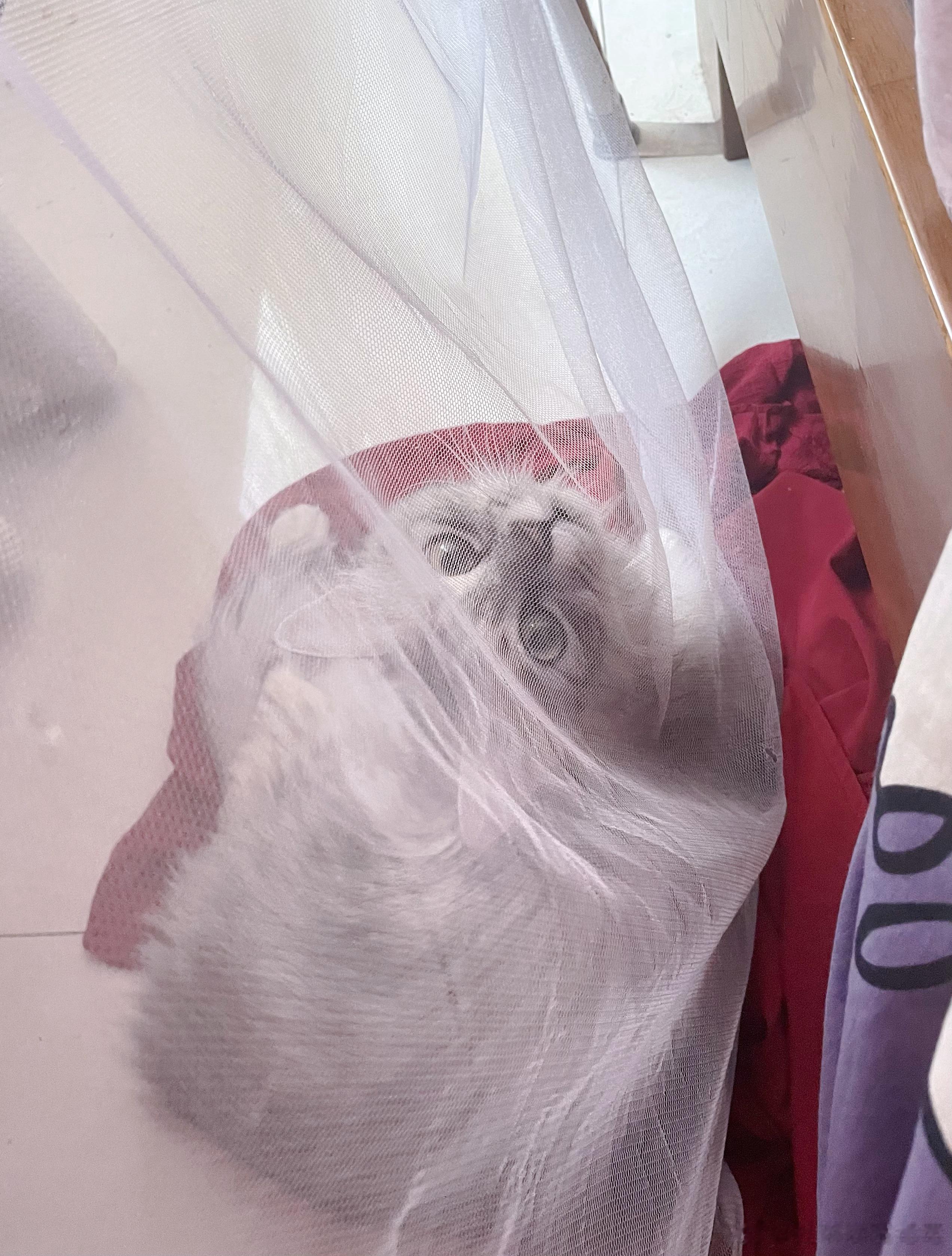 刚才发生了一件特别恐怖的事情：我明明没有放屁，却闻到了屁的味道。此时此刻我正在躺
