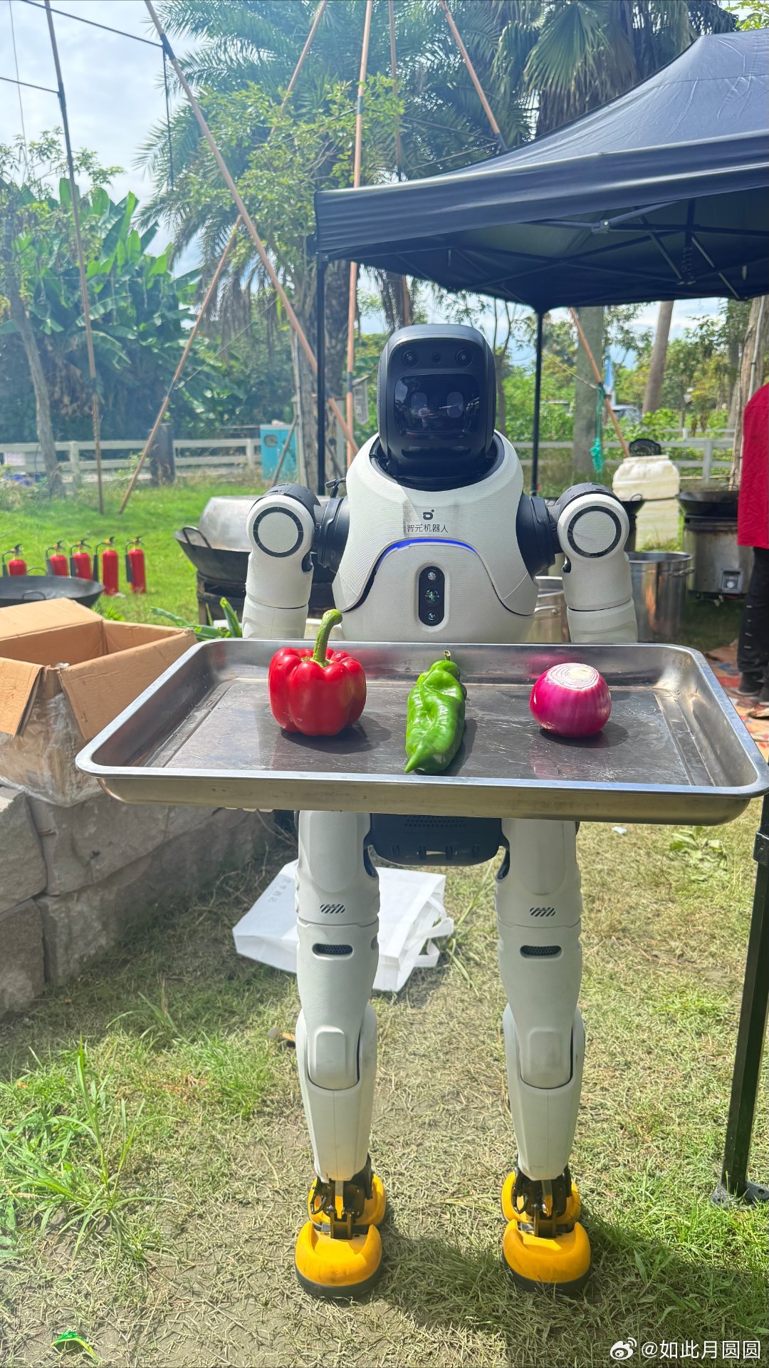俞灏明成都掌勺白斩鸡 片场机器人的业务范围也太广了，不仅能准时把各类物资送到对应