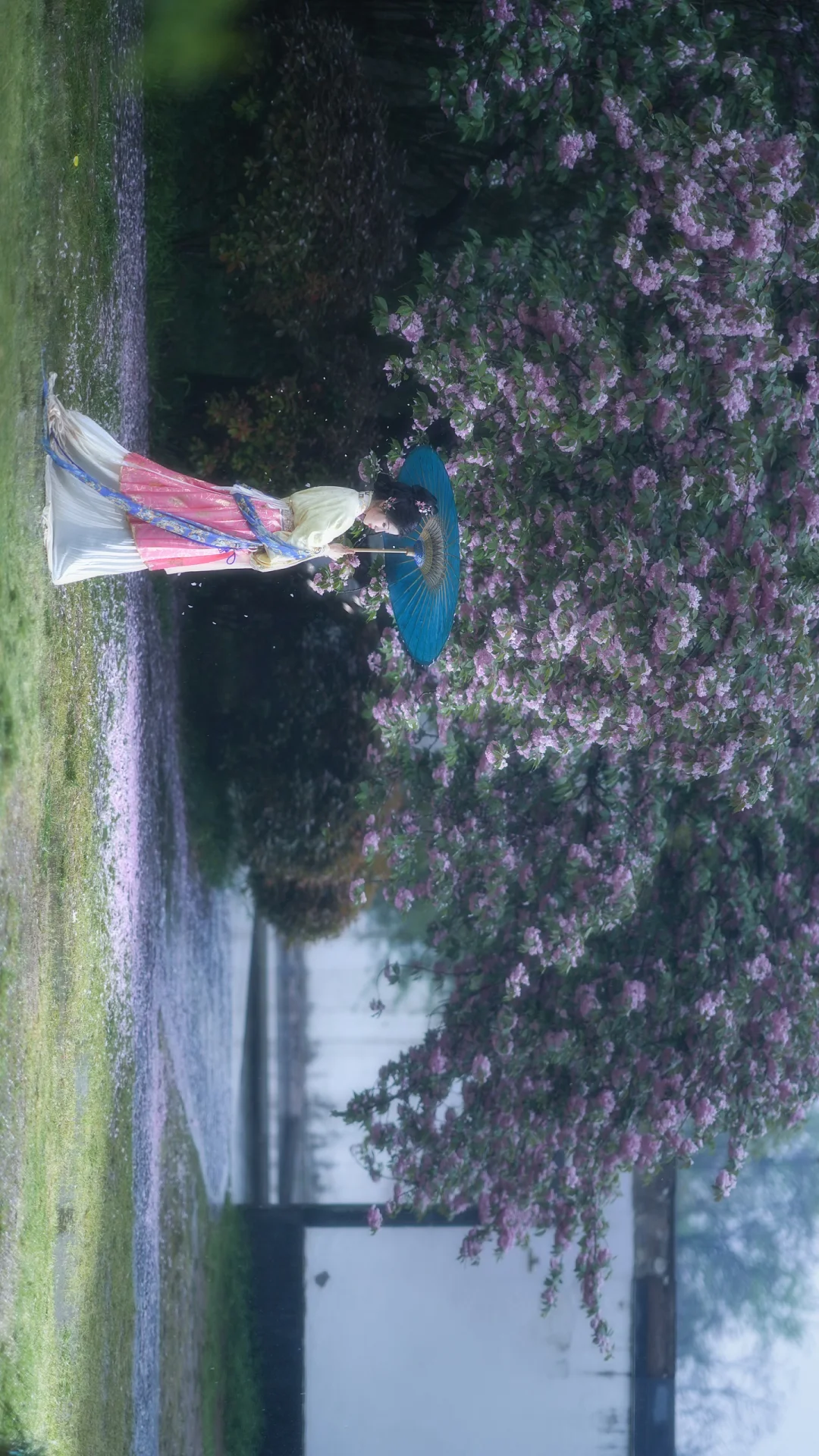 洛阳的樱花和朦朦胧胧的雨