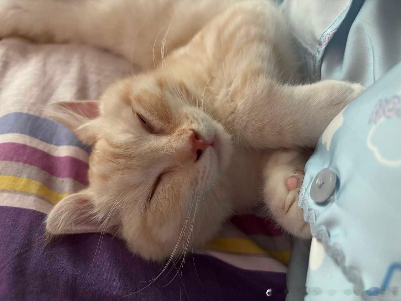 49592【丑猫】：小丽小丽，我又喝了两斤多白酒。 