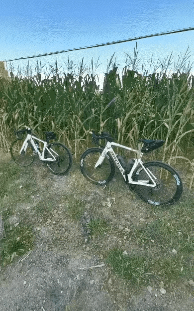 深夜刷到这张照片，两台光鲜的公路车静静靠在玉米地边，四下旷野，看不到骑车人的身影