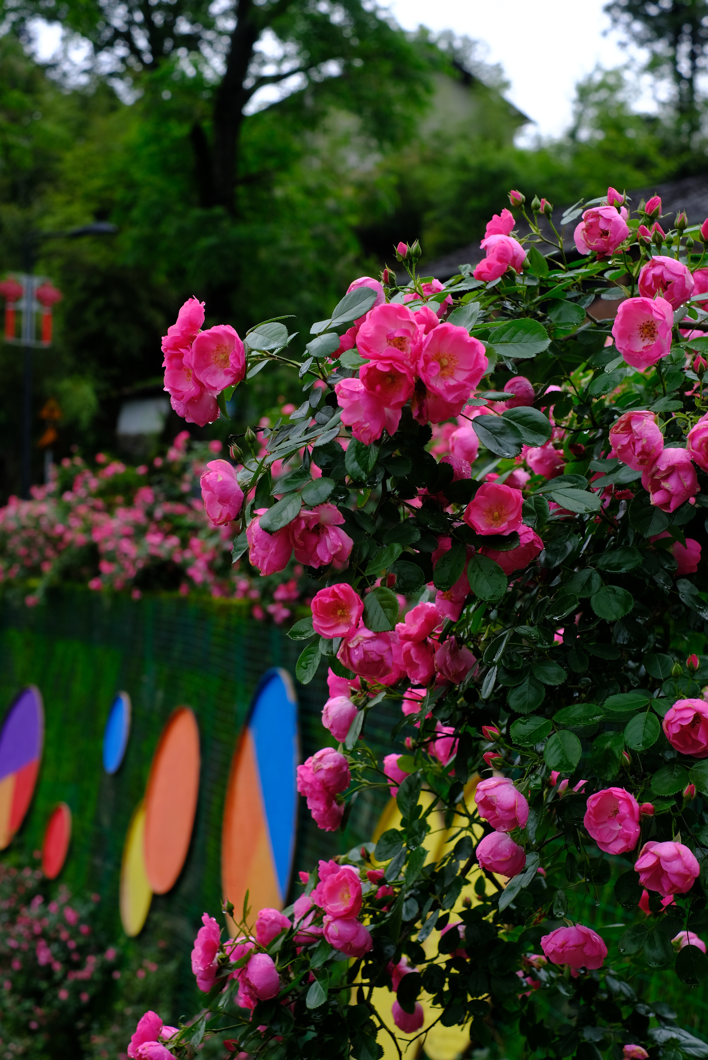 浙江云和玫瑰花海激活乡村共富新活力总要来一次云和赤石吧✨看满山玫瑰开成海🌹听云