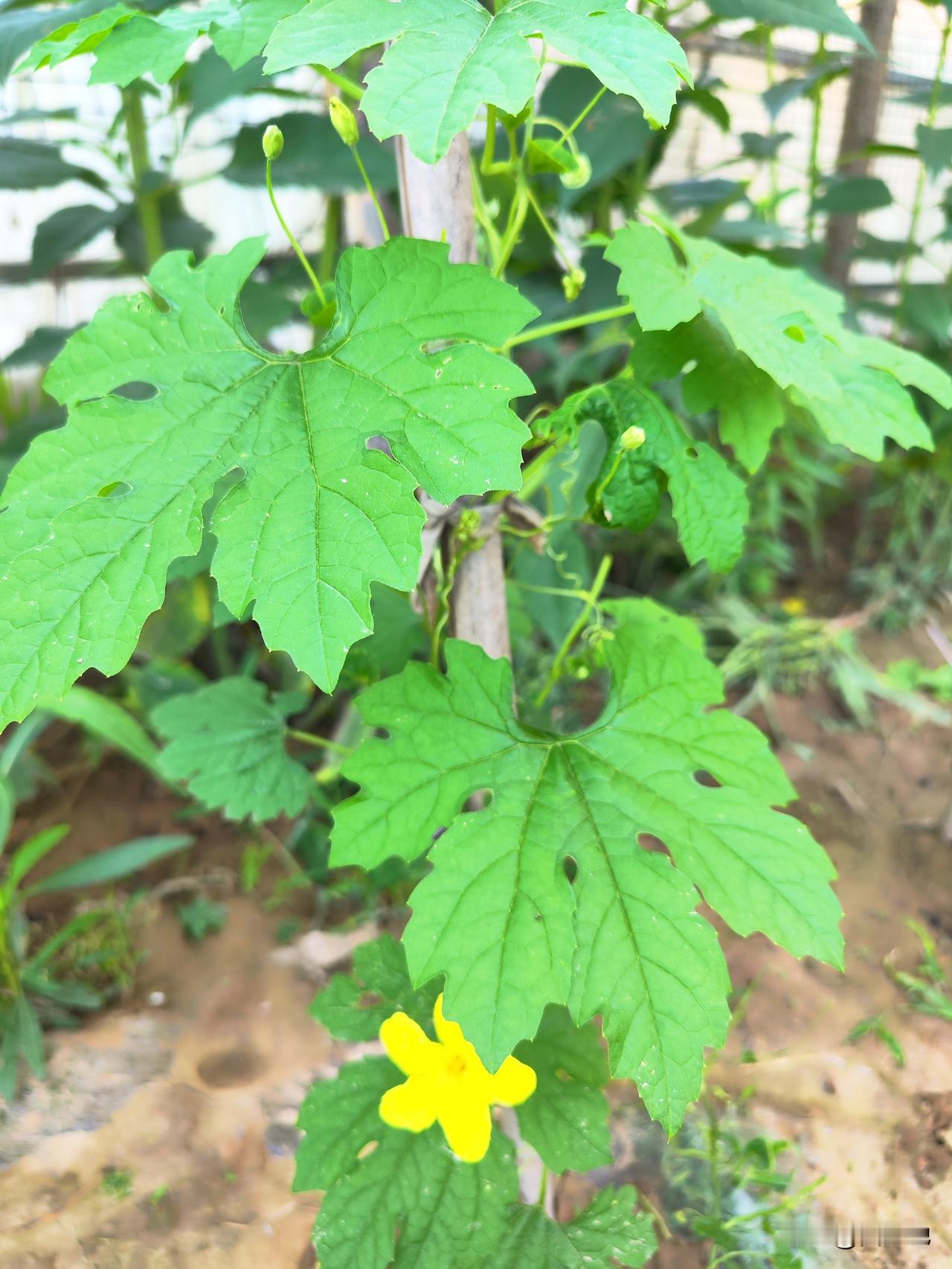 近期由于雨水较多，小菜园瓜果枝条疯长，忘记了开花坐果，只能人工干预，让它开花坐果