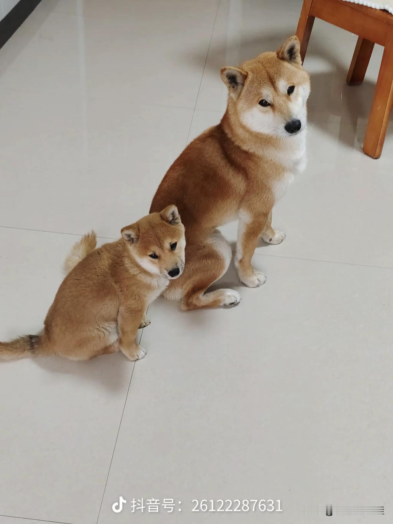 动物之间的情感往往纯粹而深刻，就像幼犬依偎着母犬，母犬护着幼犬的场景，真的很感人