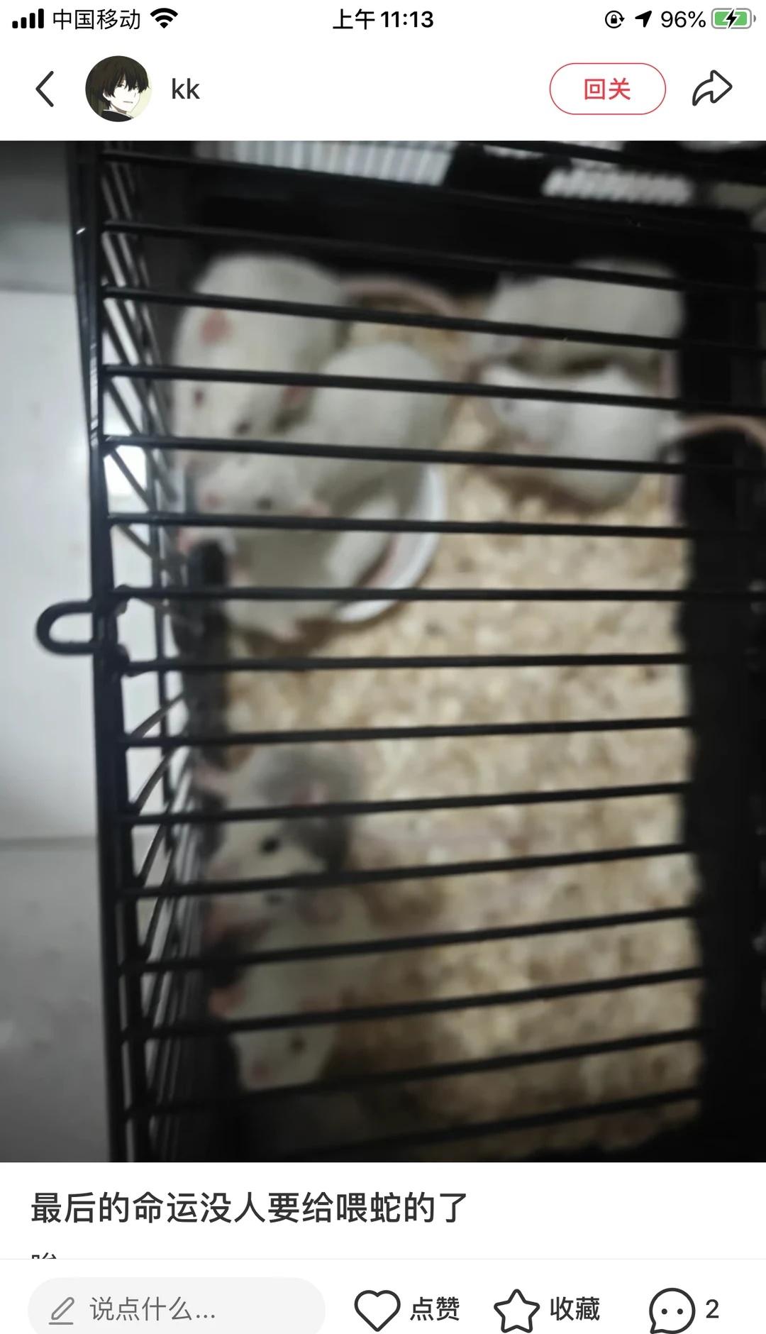 救救花枝鼠
原贴主一直在找领养，实在不行他就要给喂蛇了，希望能多多扩散出去，或者