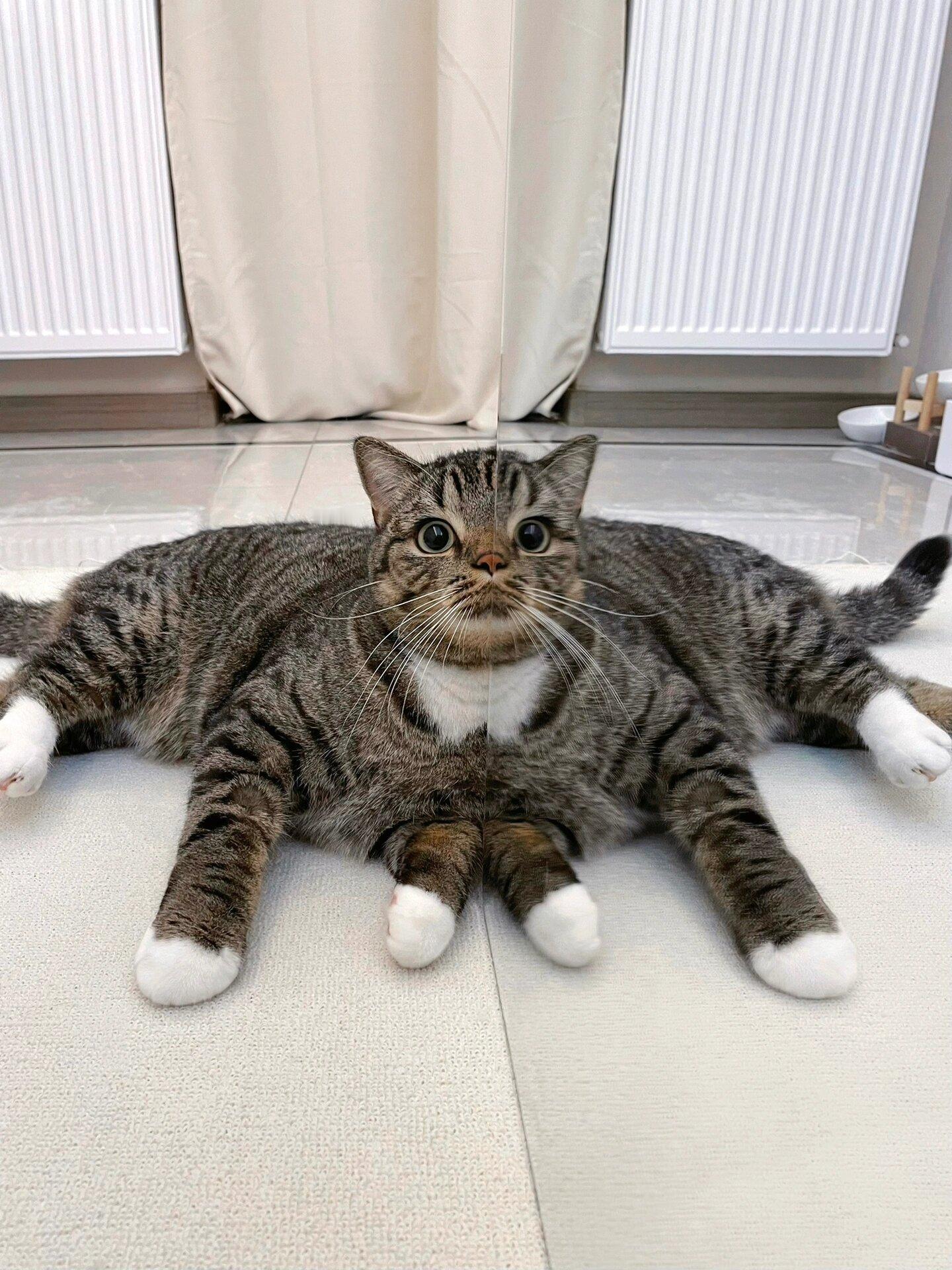 拍到了猫生最炸裂的照片 ​​​
