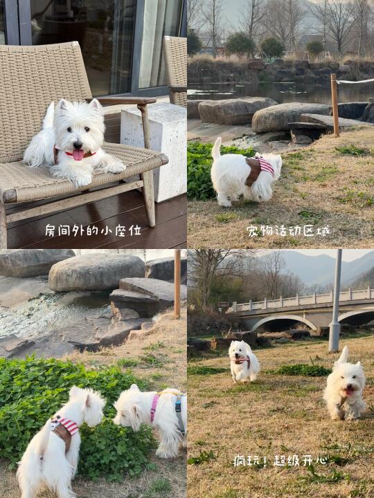 湖州宠物友好酒店真的……