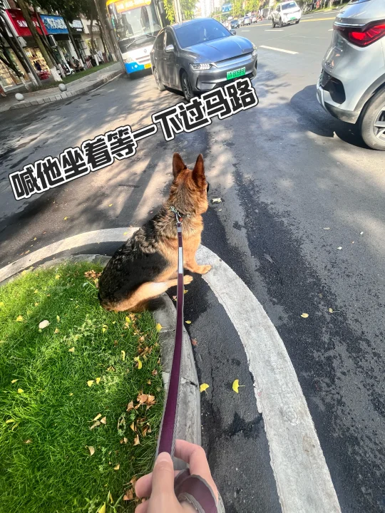 德牧|Cash的回荣昌日记 对小狗太友好了