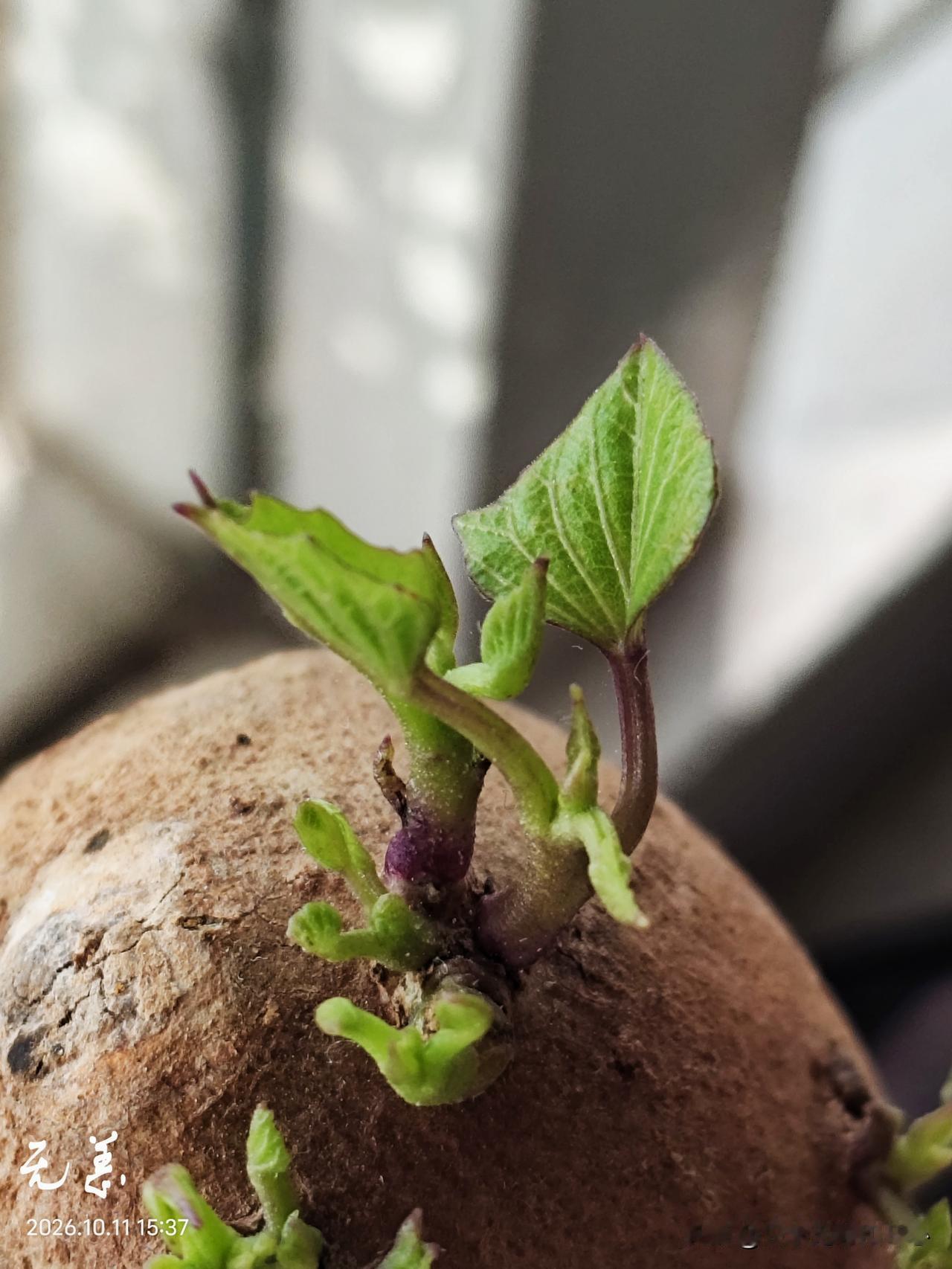 我特别喜欢拍摄细节，感觉别有一番风情。
@豆包 帮我点评