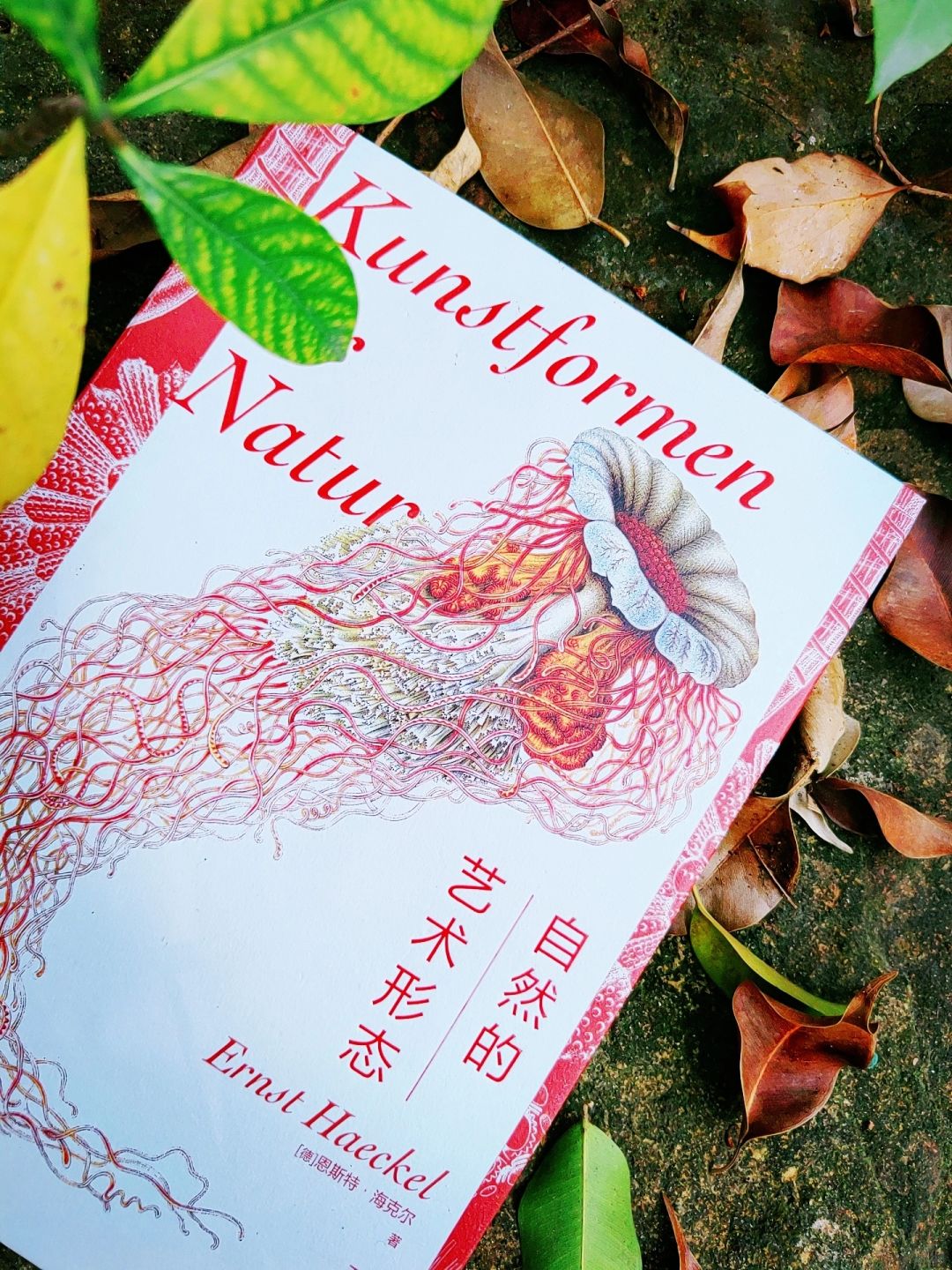 自然的艺术|这本书，治好了我的强迫症！