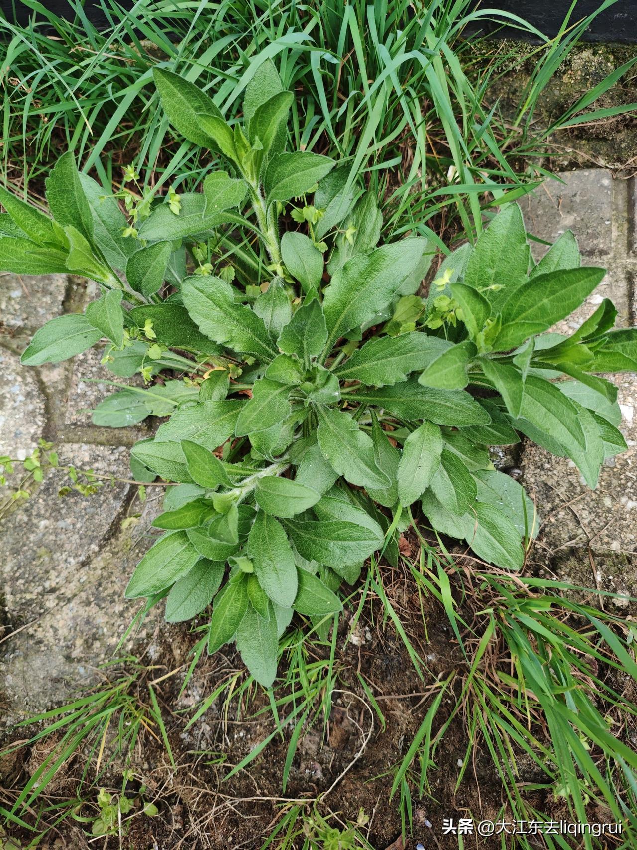 飞蓬草，也是春天的一个美食野菜。掐下嫩芽拌面蒸成蒸菜，别提有多美味了！