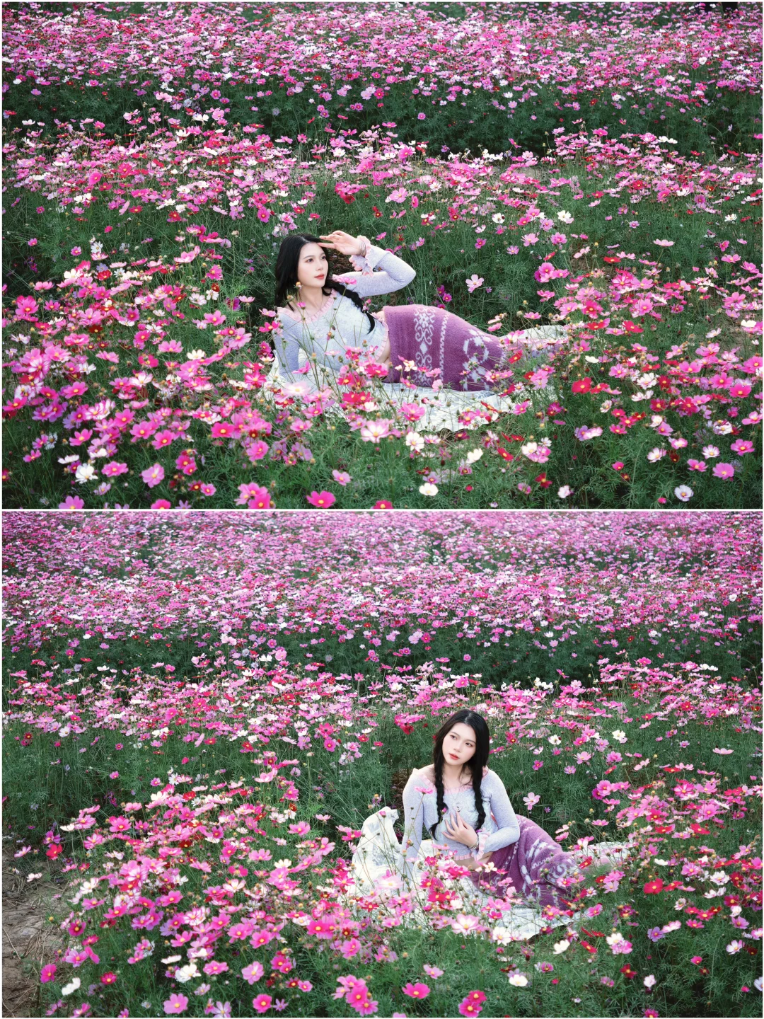 1.15实拍广州📍格桑花🌸 拍照太美啦