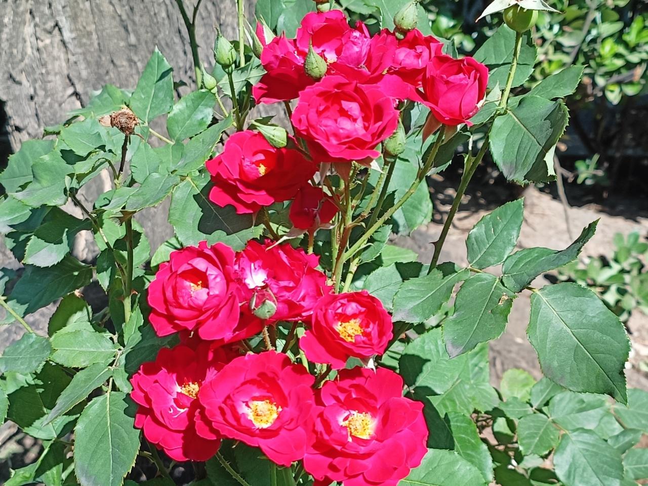 人到暮年，已无多求。看花是花，福祸自渡，浅笑安然。
