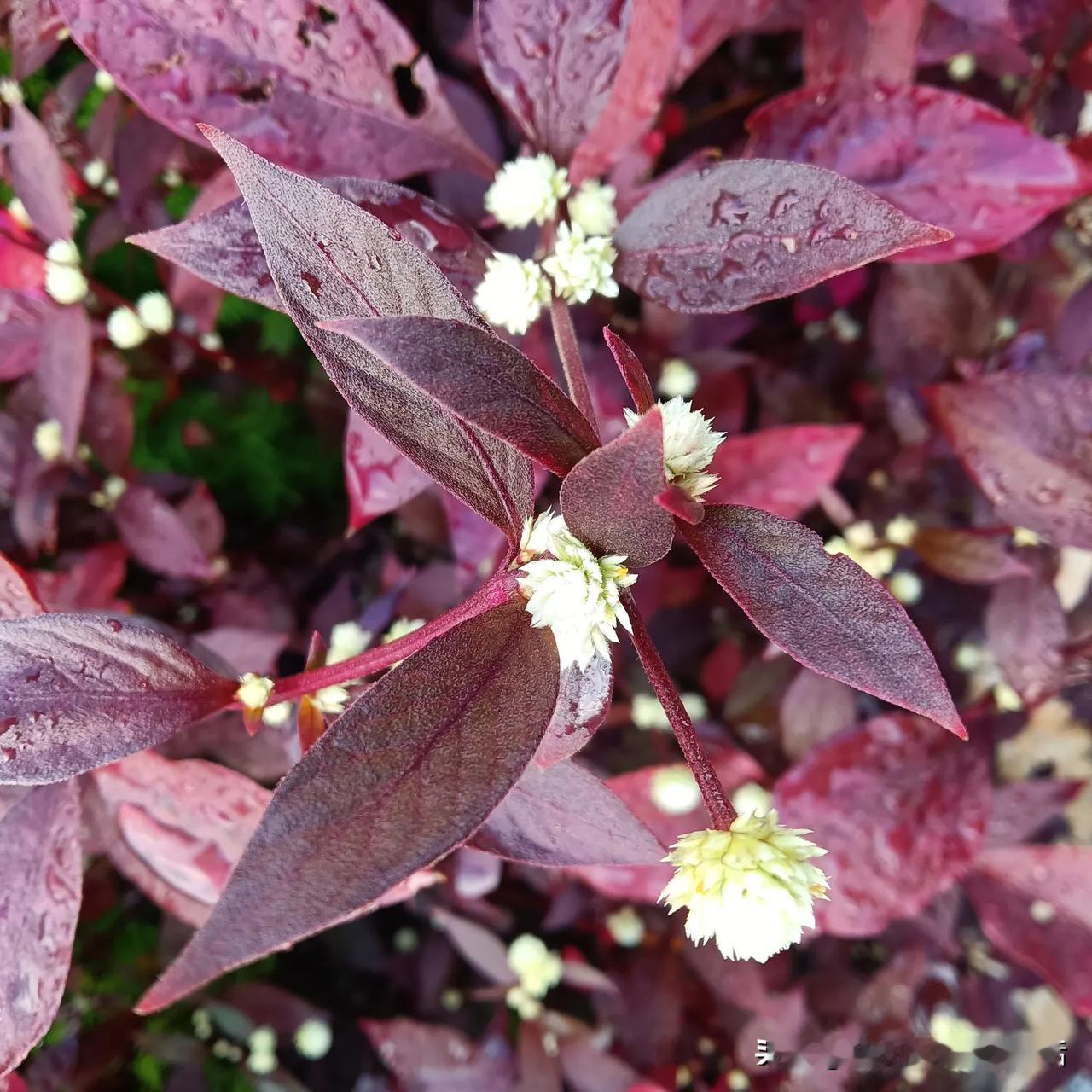 冬日渐浓，红叶黄花，美不胜收！🍂🌸红叶。黄枦红