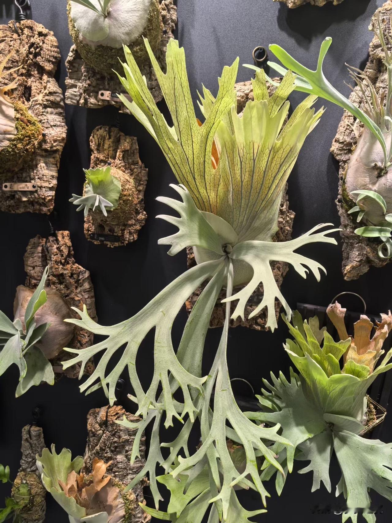 【小对联】
上：……？
下：片头。