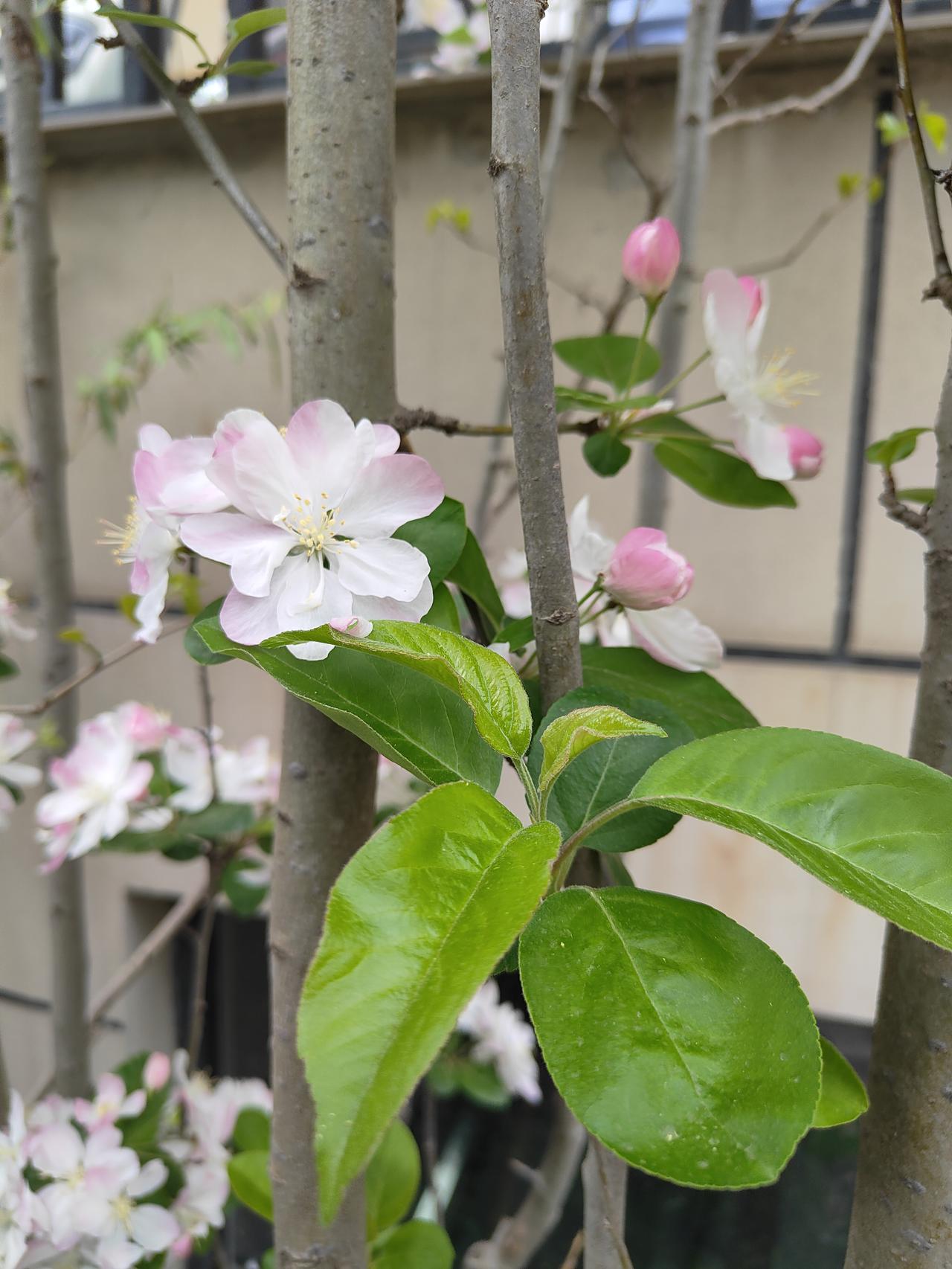 噢，马年的春，真美，真甜！