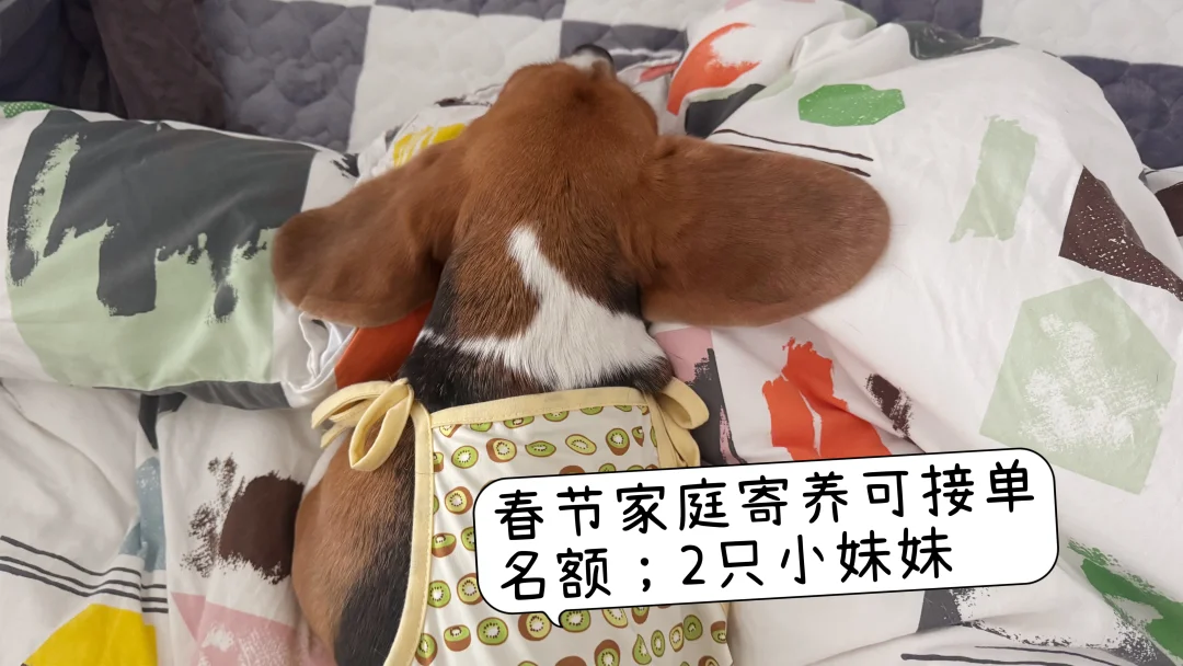 上海比格家庭寄养接单啦