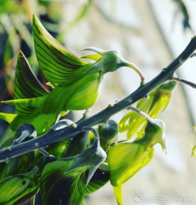 怎么会有长成蜂鸟样子的植物？豆科猪屎豆属的青鸟花（ Crotalaria cun