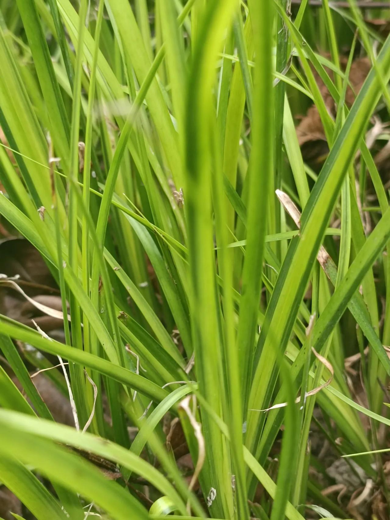 昨天，我在植物园看到一株，小草看上去像吊兰，又像兰草，又像兰花，又像我们吃的韭菜