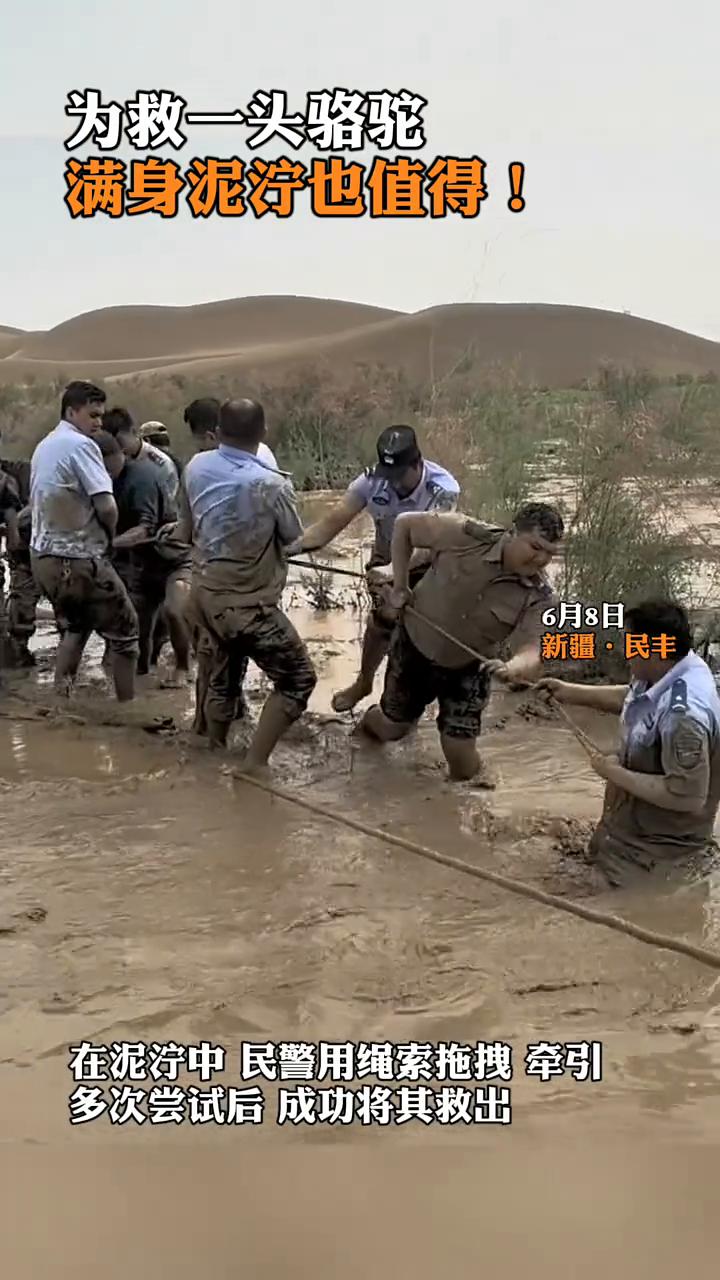 为救一头骆驼，满身泥泞也值得。
6月8日，新疆·民丰。民丰县公安局接到报警，牧民