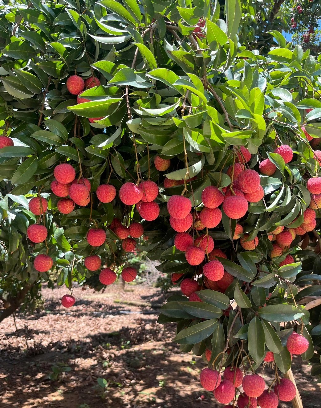爱吃荔枝的人今年天塌了 去年荔枝大丰收，今年荔枝就减产....这可怎么办啊，我好