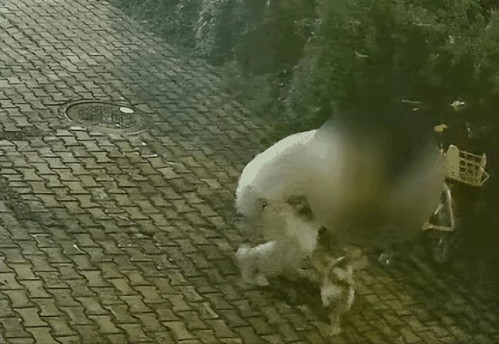 “越看越心寒！”成都武侯区一条老街，一只从小在街边长大，温顺亲人的流浪小猫，从来