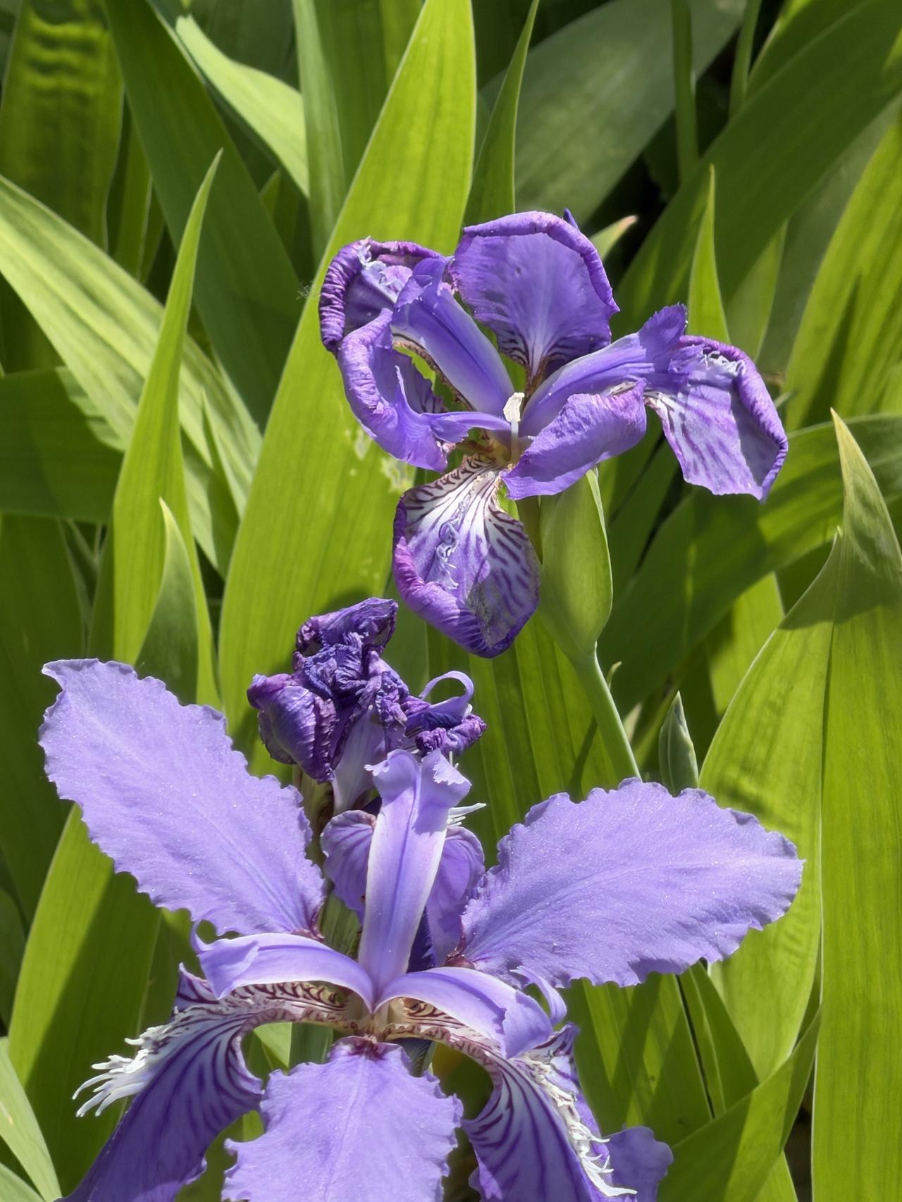 昨天上午11点，我在安定门外的环城公园里转，看到路边的剑兰花开了，一片一片的紫色