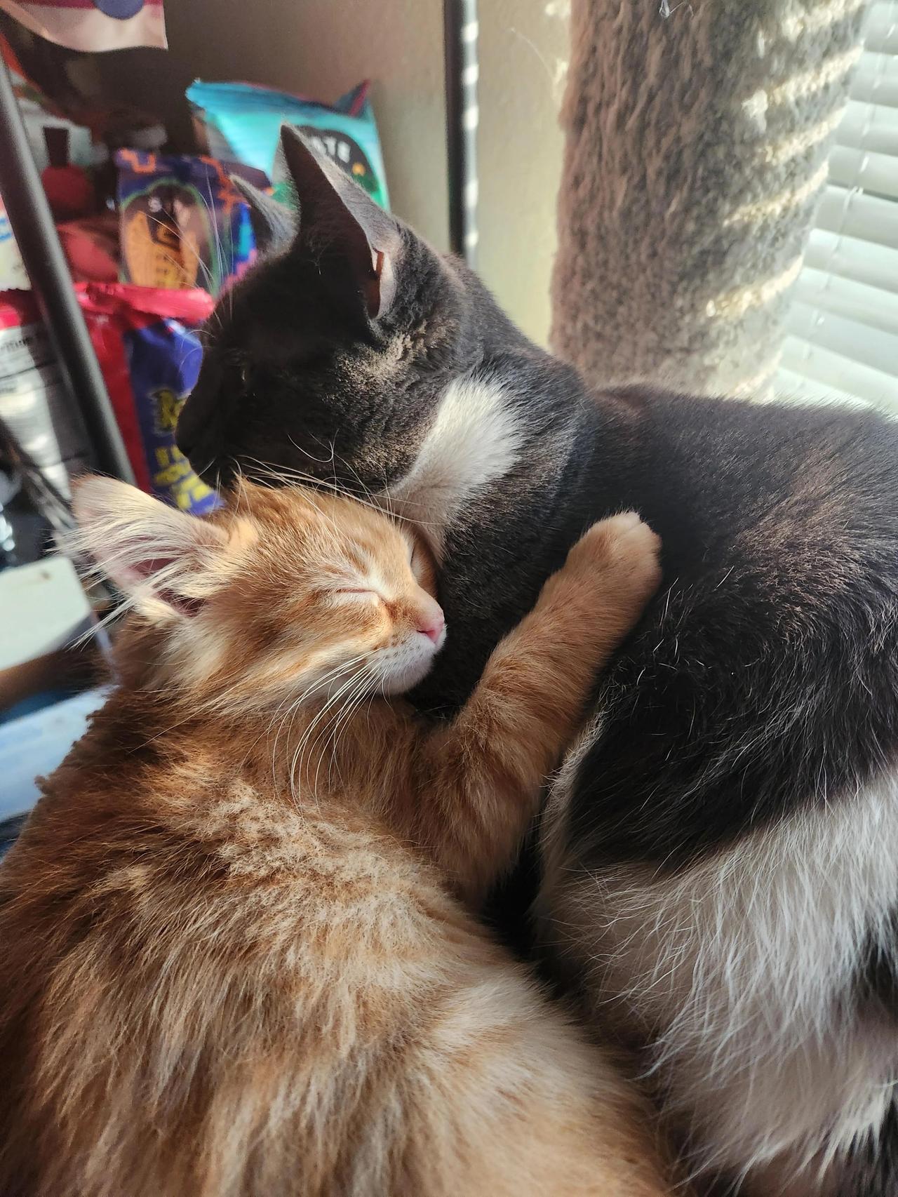 一只寄养在家的小奶猫和家里的原住民雷米第一次见面，一个小心翼翼，一个好奇打量，从