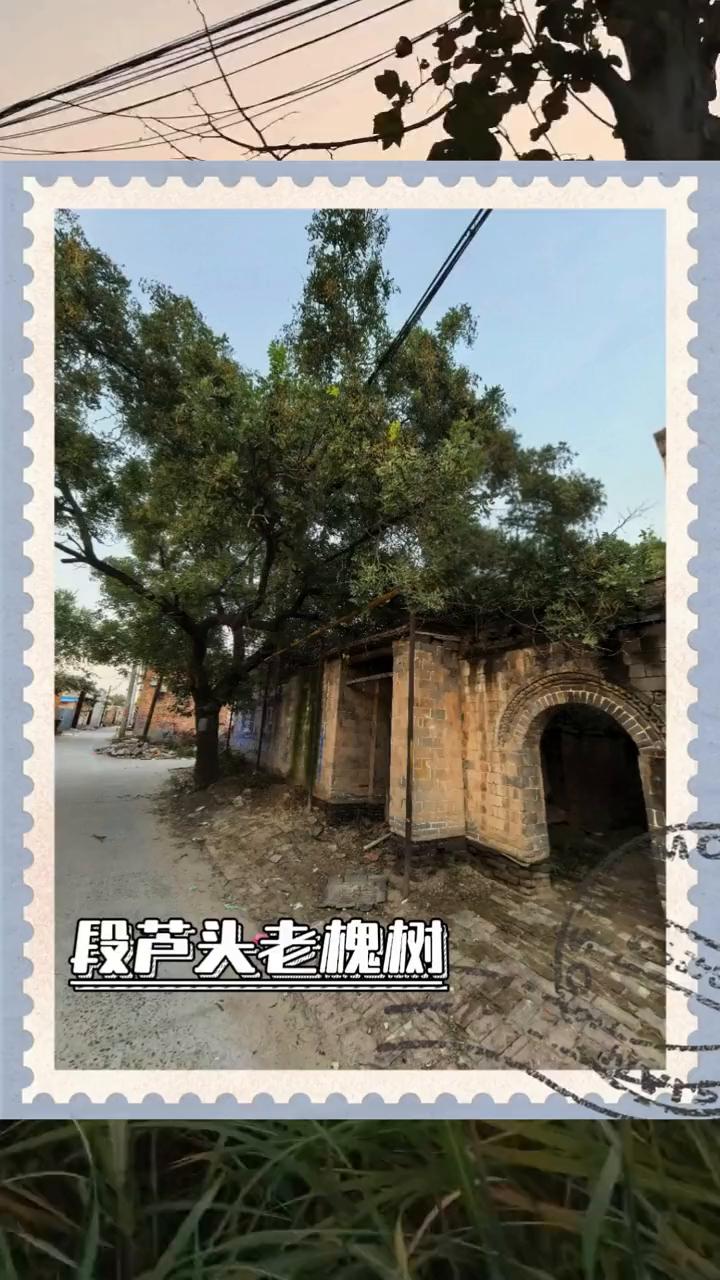 段芦头老槐树。